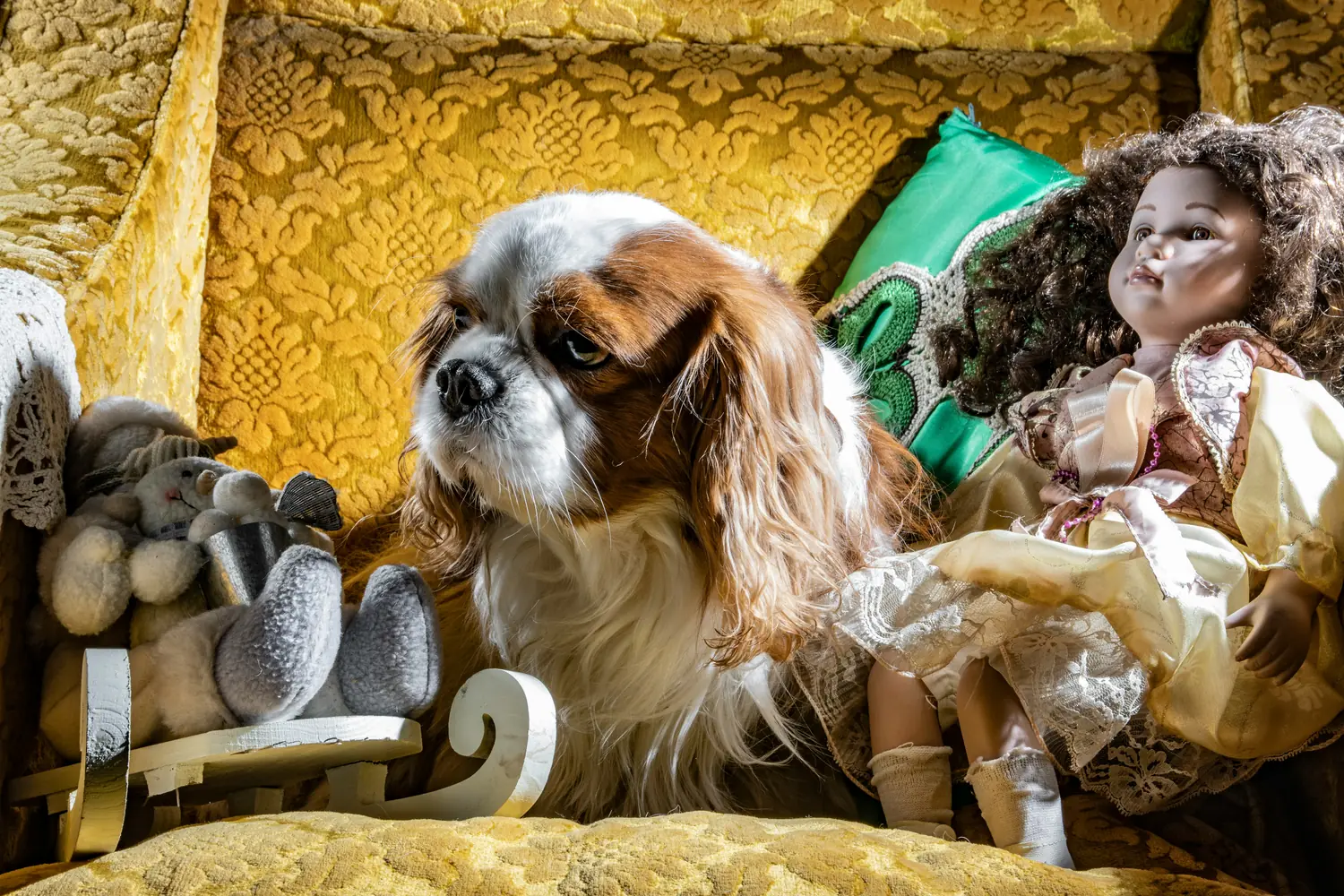 A Guide to Managing Your Dog's Stress: Crate Use Versus Nature-Based Remedies