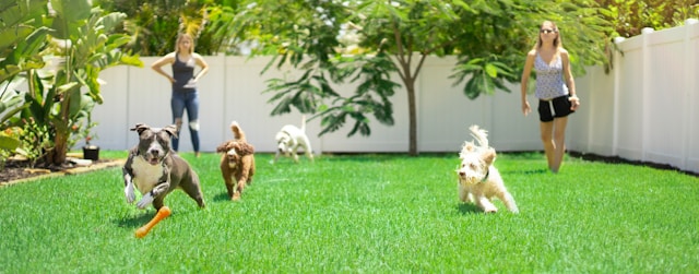 How Daily Play Sessions Influence Canine Social Skills and Mood