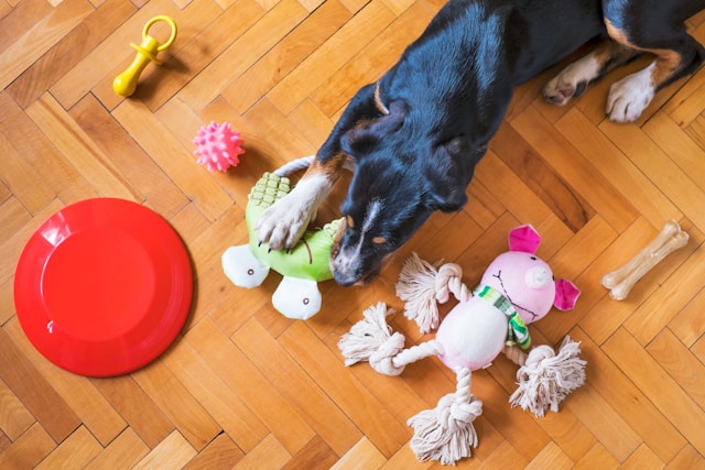 Practical Tips for Using Toys to Ease Your Dog's Anxiety