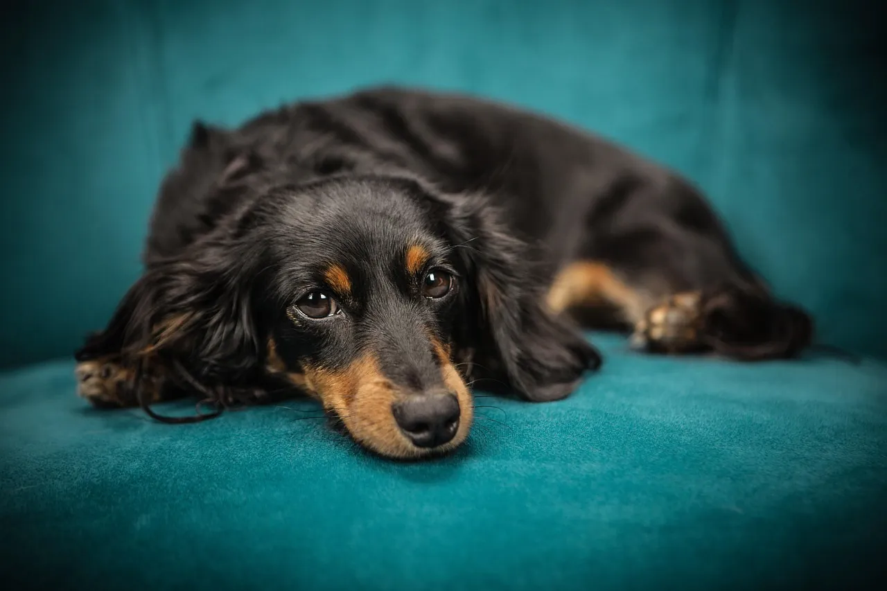 Separation Anxiety in Dogs: Techniques to Help Ease Their Distress at Home
