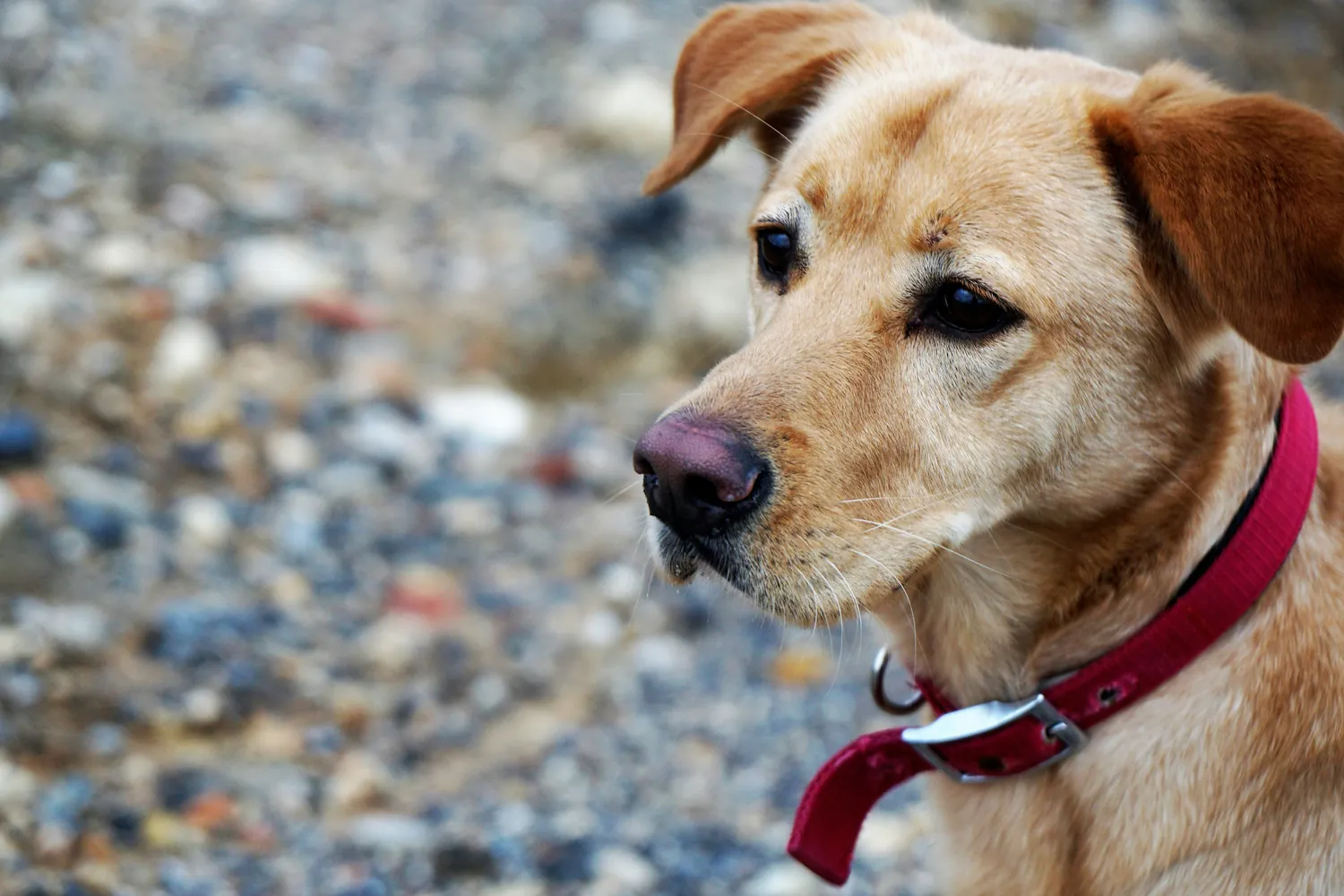 Understanding Your Rescue Dog's Behavior: Identifying Signs of Anxiety