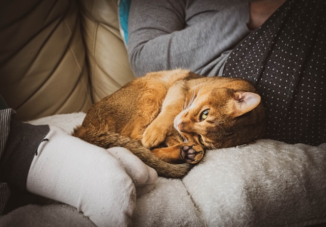 How to Spot Early Signs of Feline Hyperthyroidism in Cats