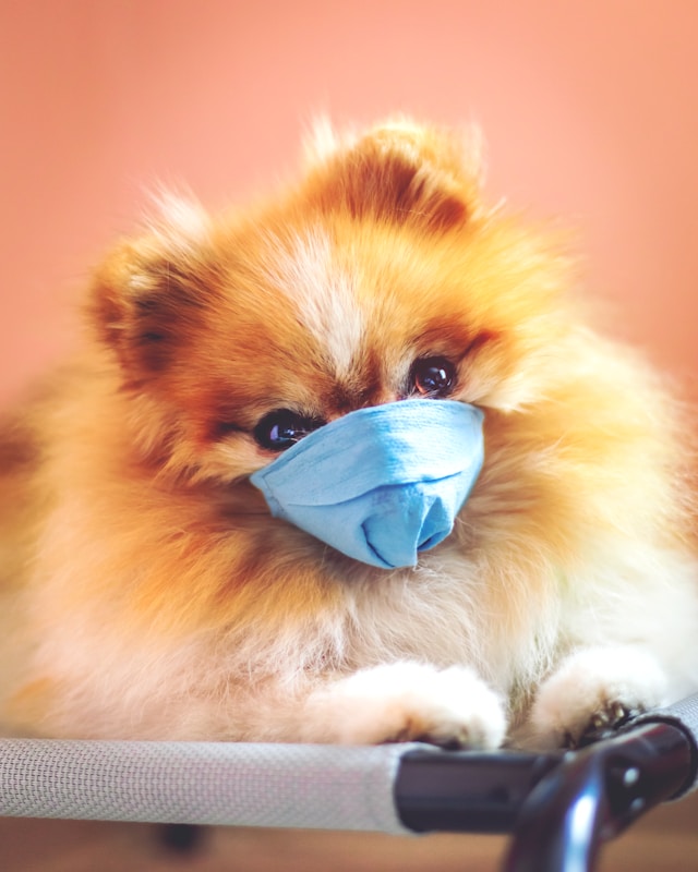 Identifying Symptoms: Canine Kennel Cough Compared to Feline Breathing Infections