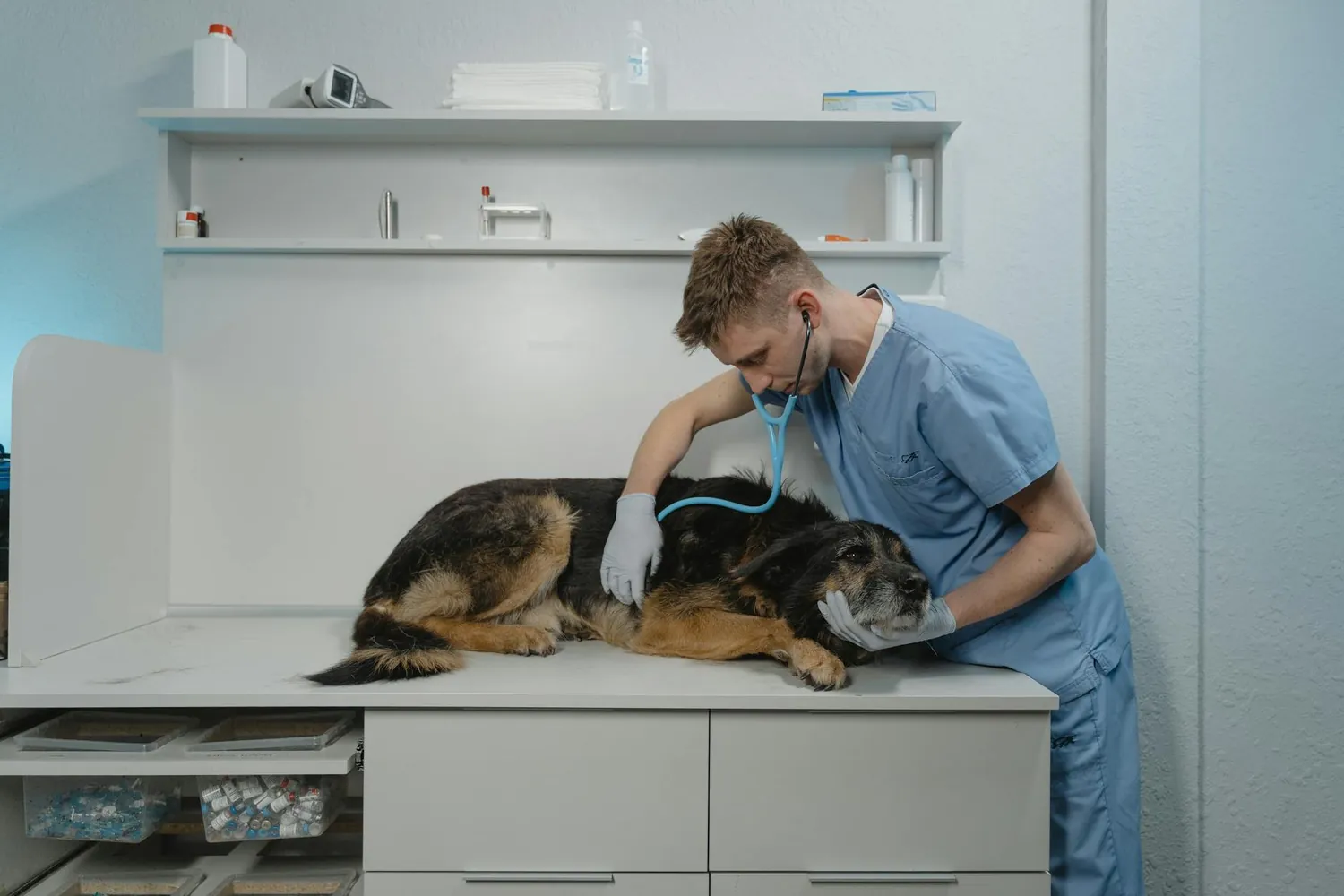 Key Differences in Treating Canine Distemper and Parvovirus Illnesses
