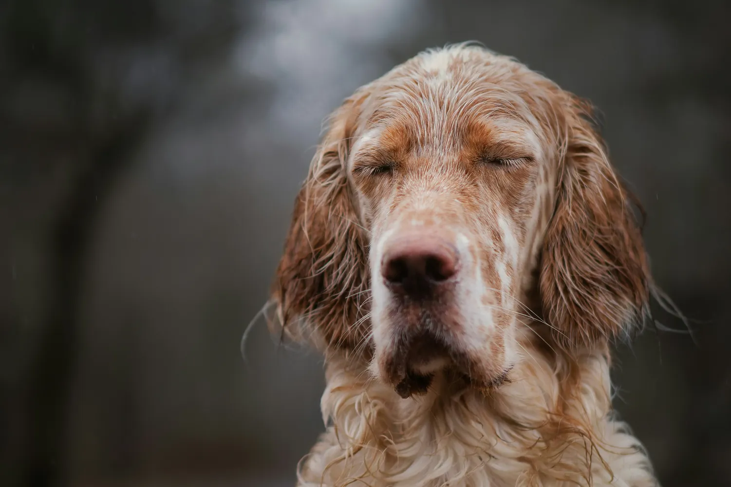 Monitoring Your Dog's Health: Early Signs of Canine Kennel Cough