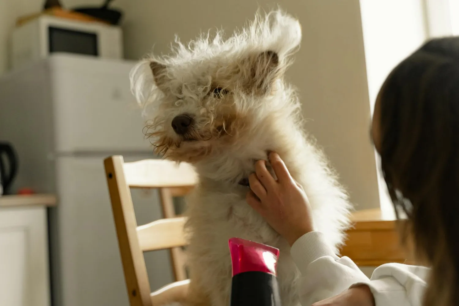 Essential Steps to Manage Your Dog's Dry Skin During Grooming