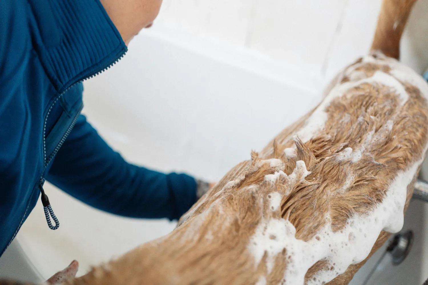 Finding the Right Shampoo for Dogs Prone to Skin Irritations