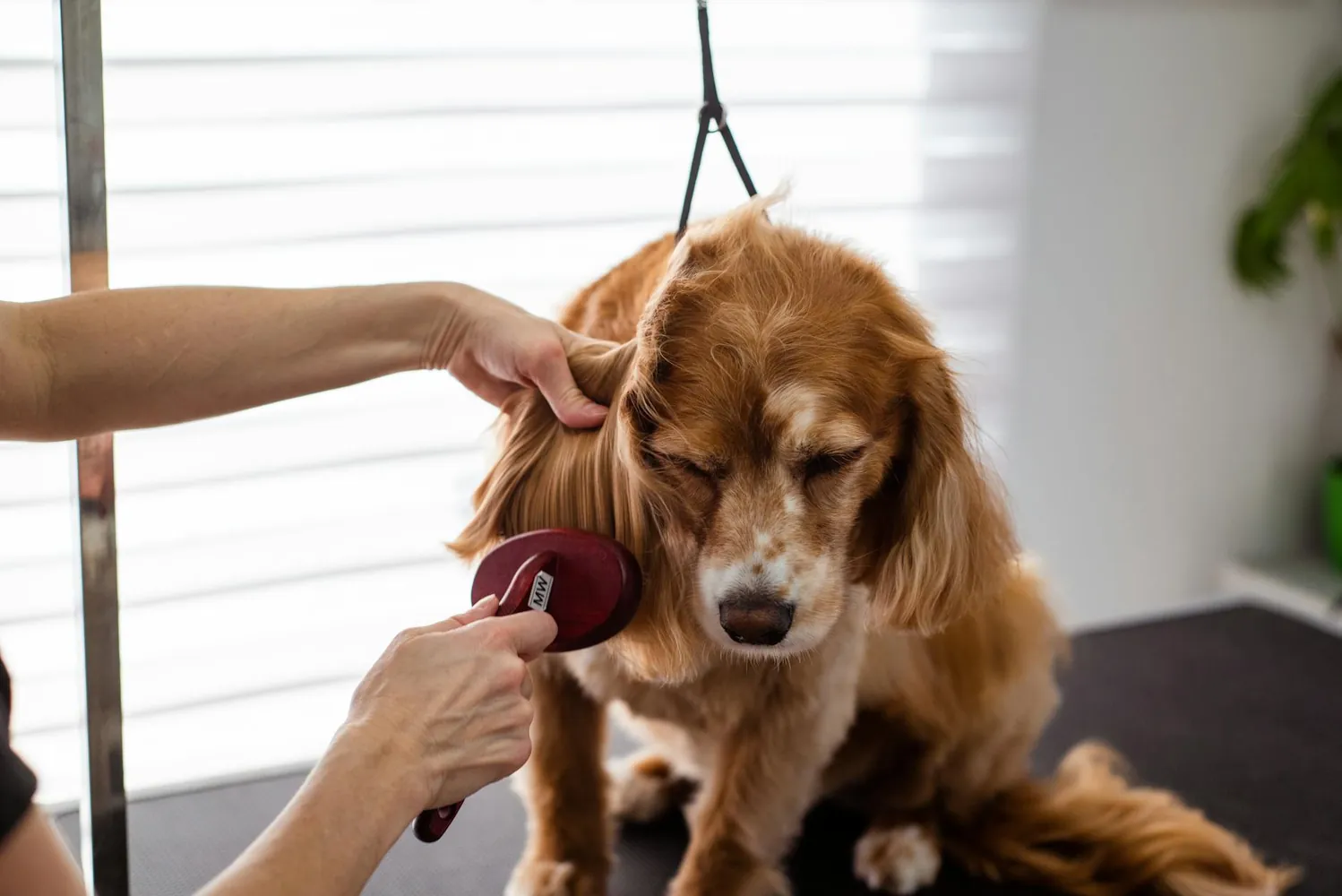 Managing Your Dog's Coat: Practical Tips to Reduce Shedding