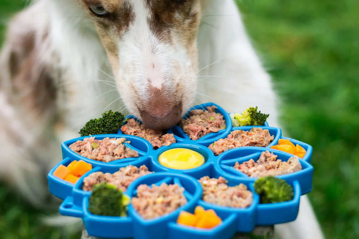 Creating Nutritious Dishes for Aging Dogs: A Guide to Ingredients