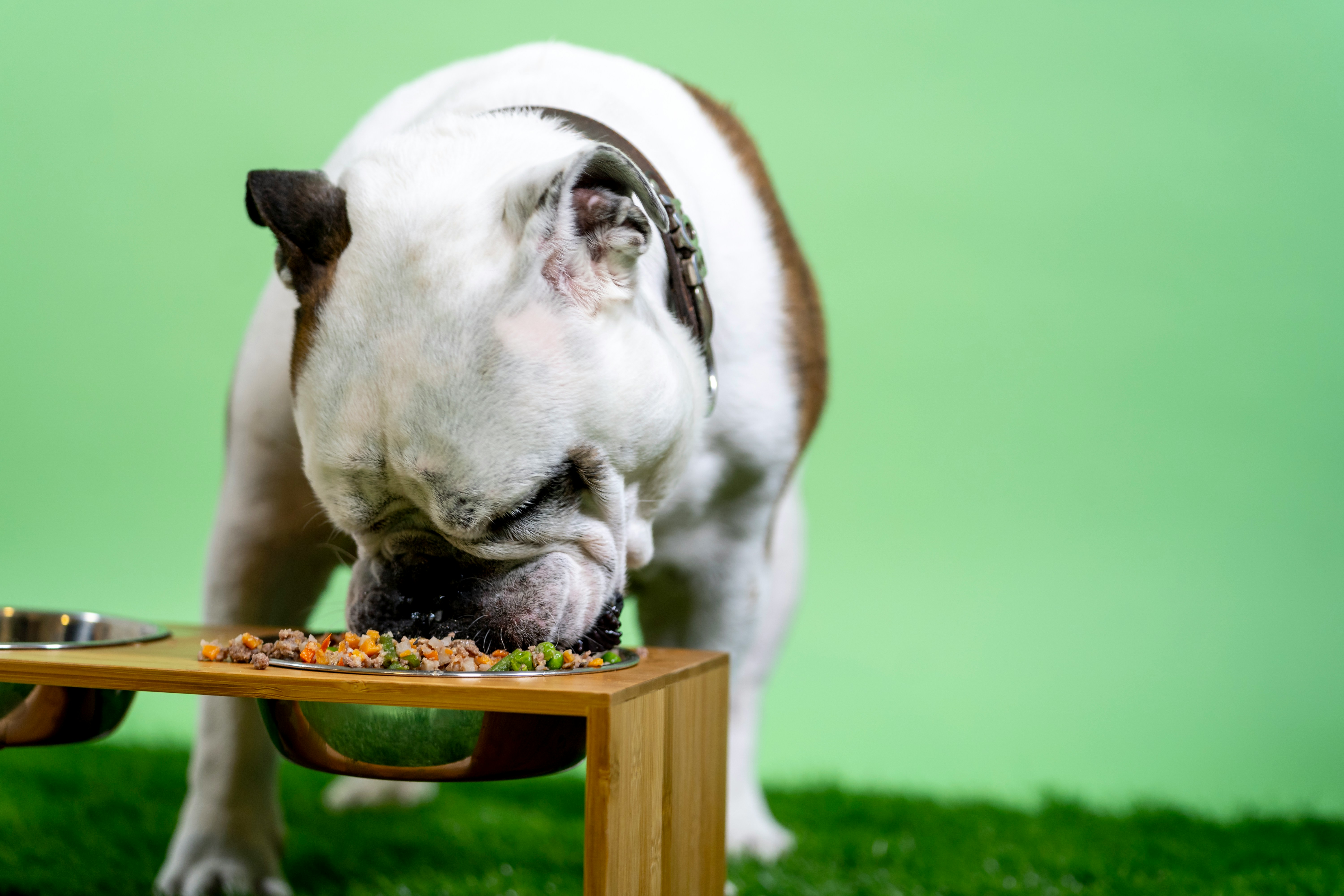 Gradually changing your dog's meals: what you need to know