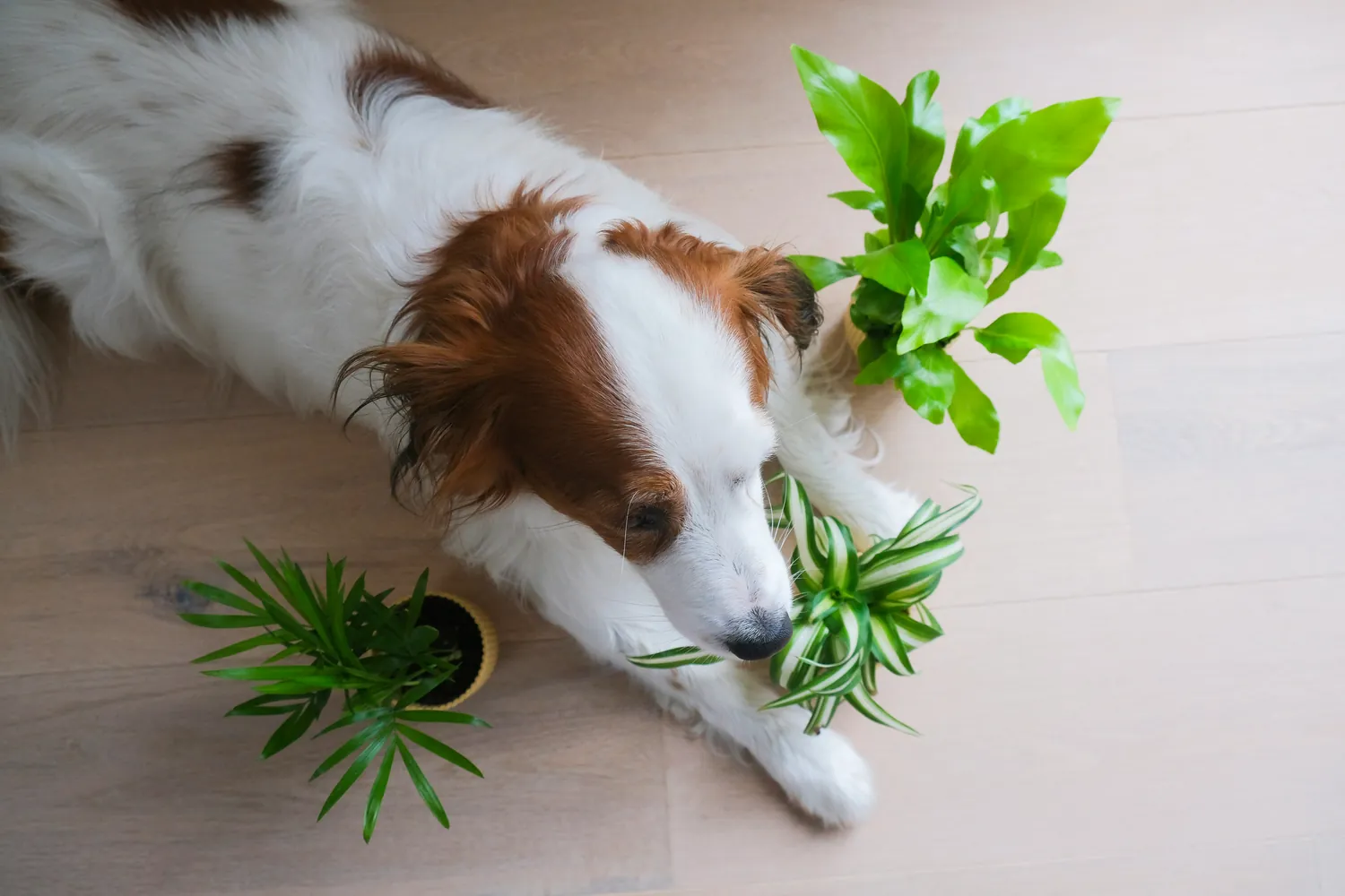How to Identify Key Nutrients for Your Dog's Healthy Lifestyle