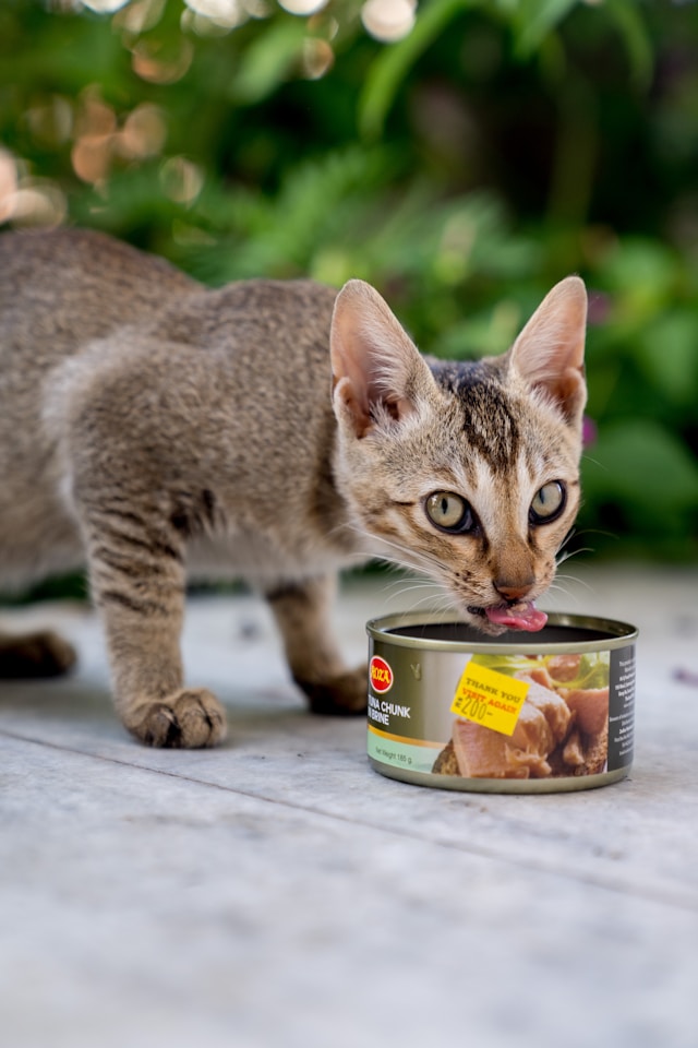 How to Read Labels and Select Premium Cat Food