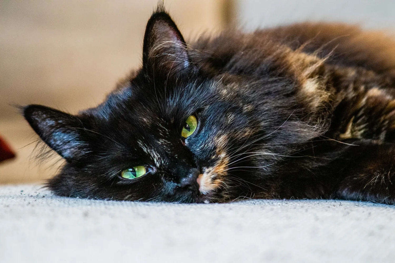 Caring for Senior Cats: Health Strategies You Should Follow