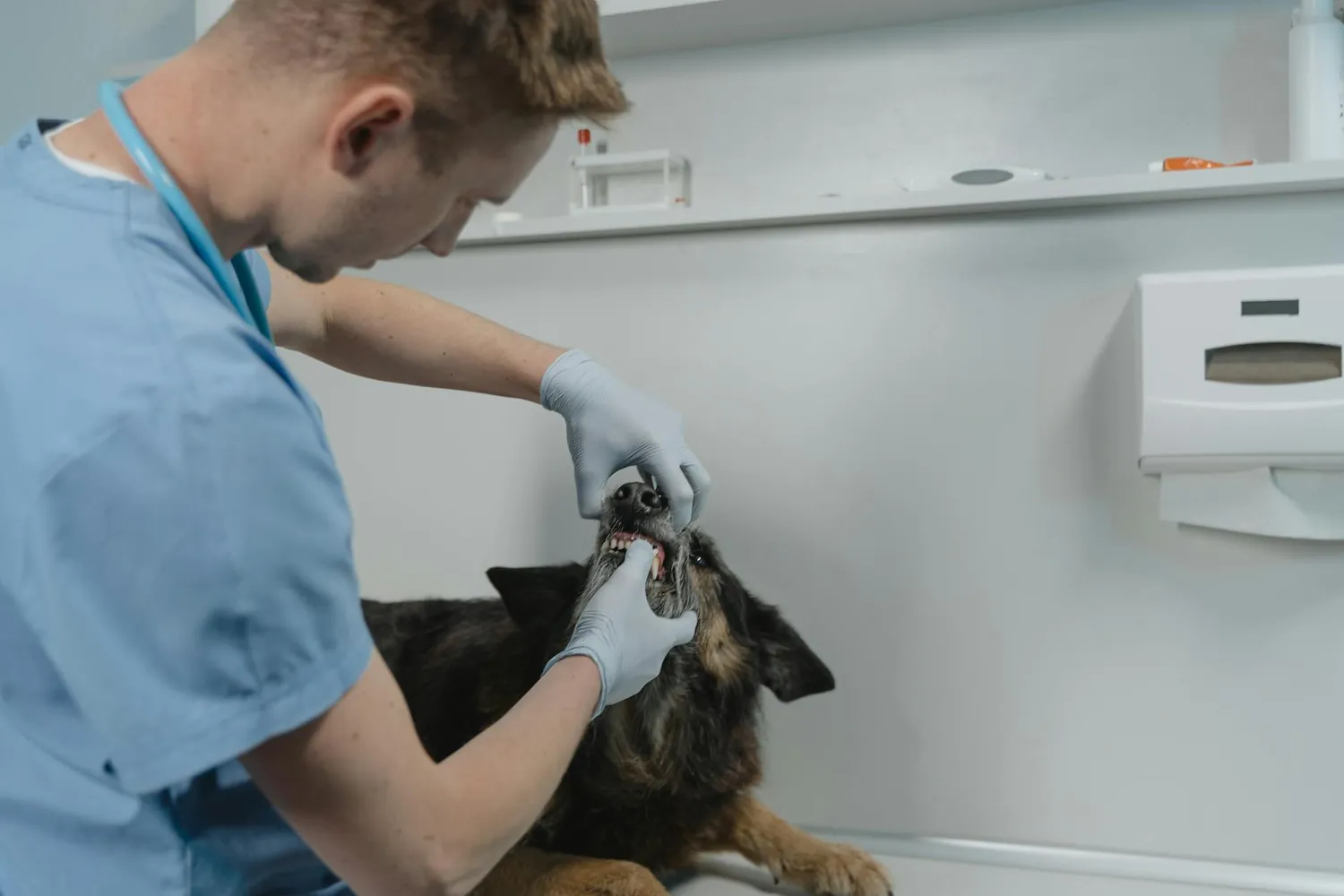 Exploring the Connection Between Pet Dental Health and Longevity