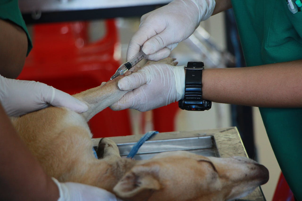 Navigating the Complexities of Pet Vaccination Protocols Effectively