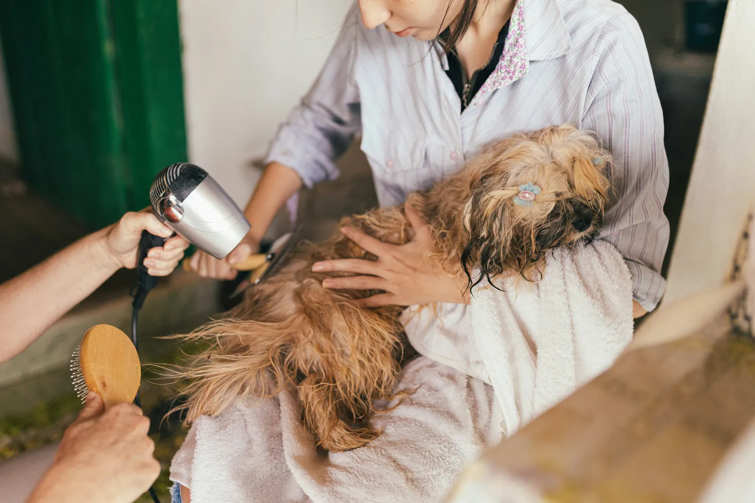 Routine Veterinary Visits: Essential for Effective Parasite Control in Pets