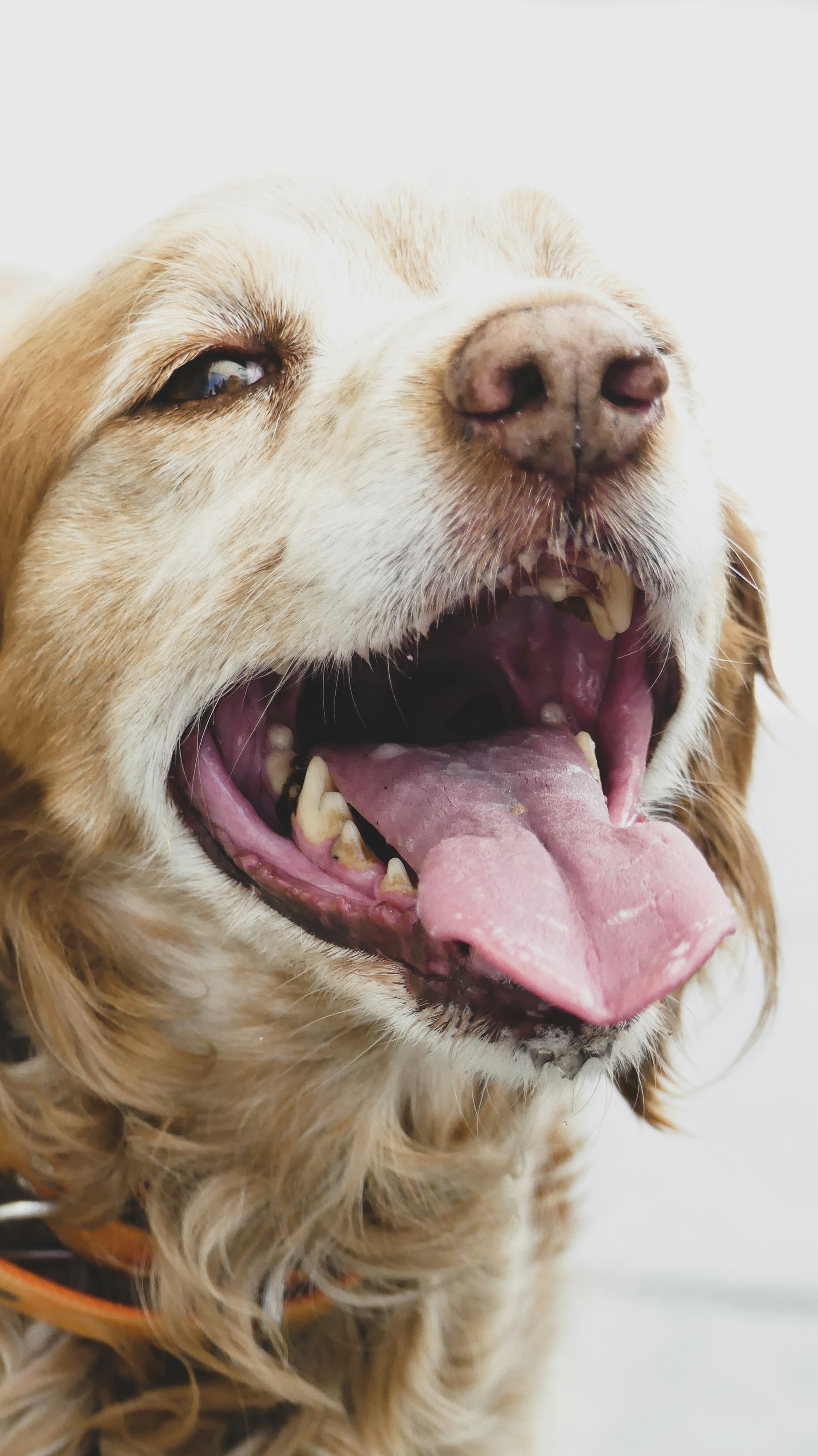 the impact of poor oral hygiene on your dog's overall health