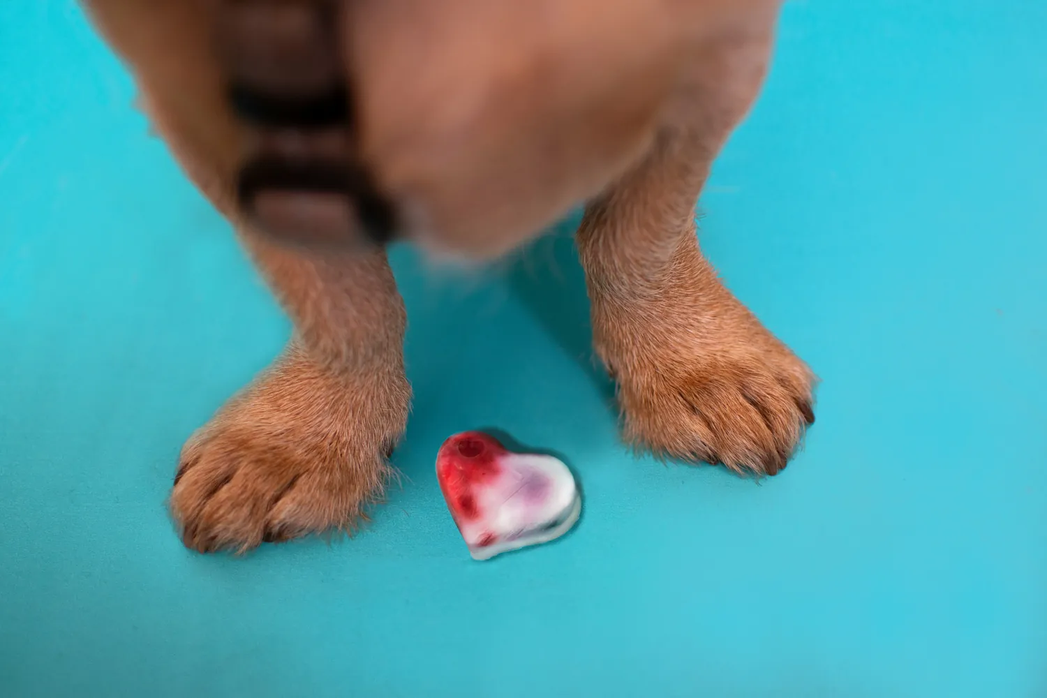 Your Checklist for Keeping Dogs Safe from Dangerous Heartworm Infections