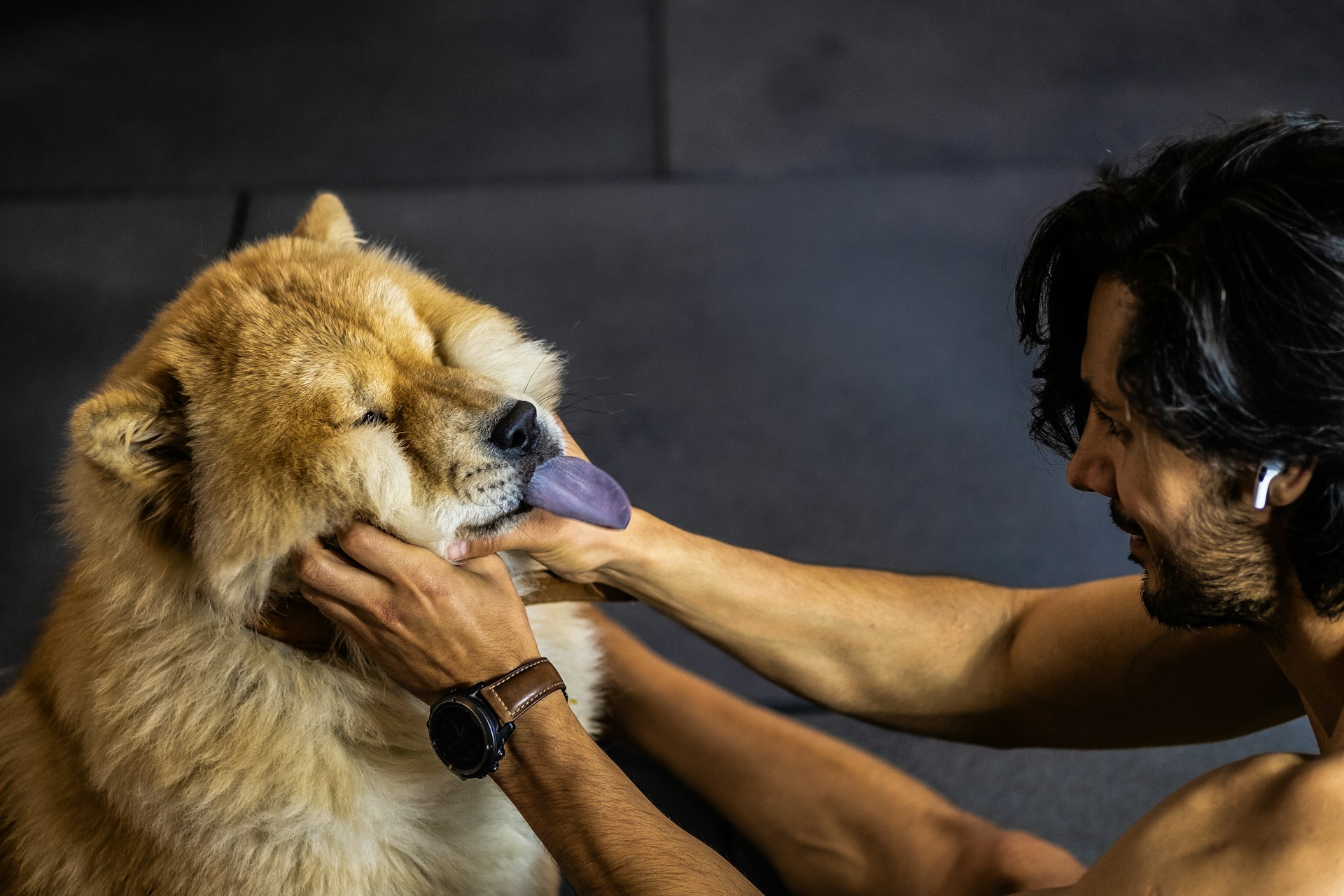 Case Studies Show Acupuncture's Impact on Aging Dogs' Movement and Comfort