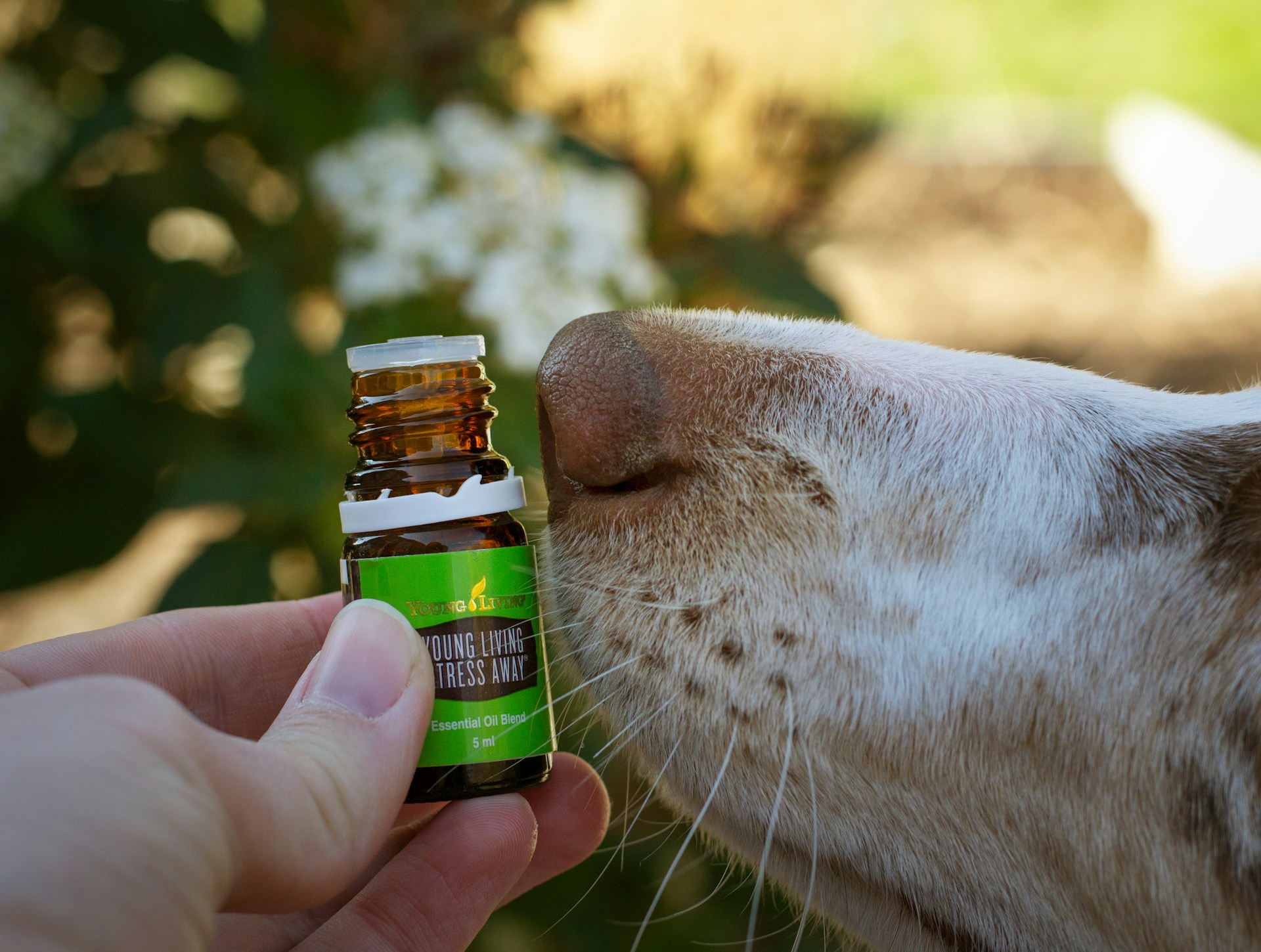 Herbal Solutions to Support Joint Health in Senior Dogs with Arthritis