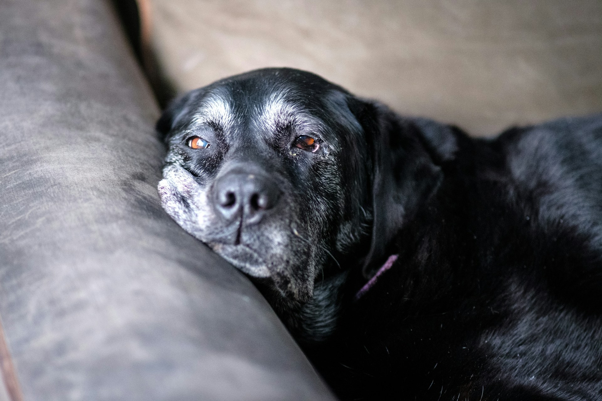 Improving Quality of Life in Senior Dogs with Joint Problems