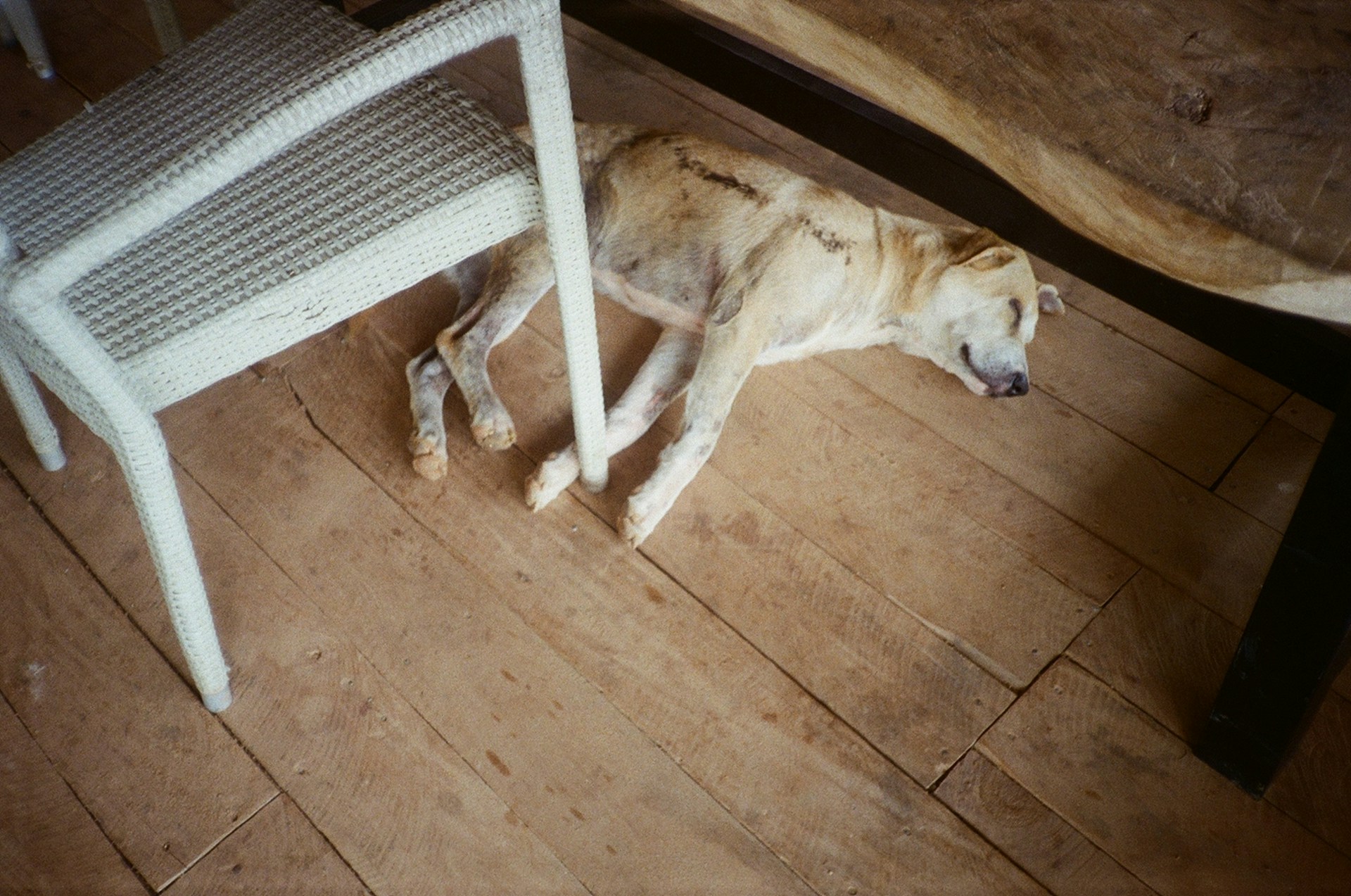 Signs of Disorientation in Senior Dogs: Early Detection Strategies