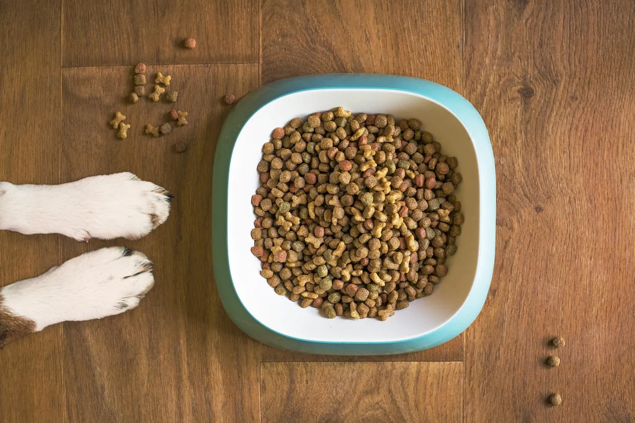 Understanding Dietary Needs: Raw vs. Kibble for Your Senior Dog