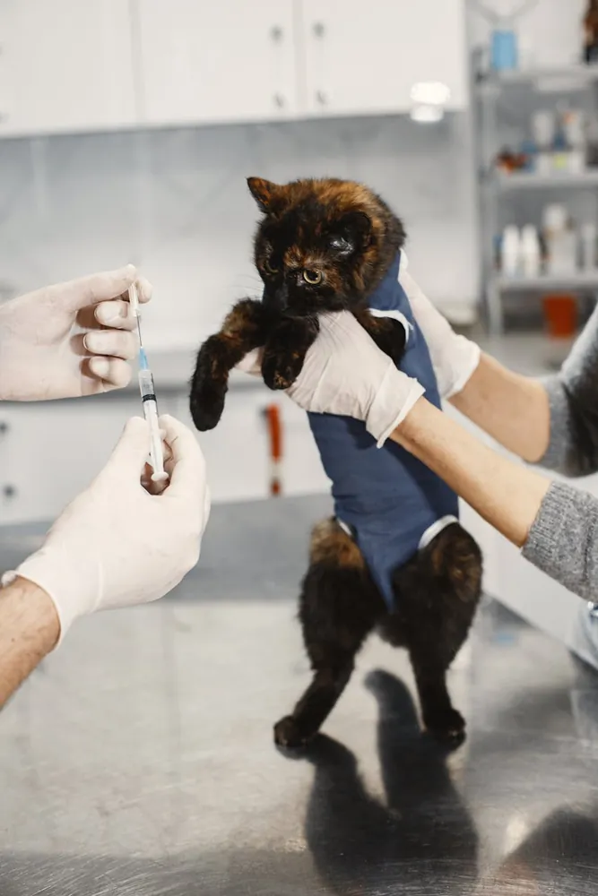 A Comprehensive Guide to Modified Live and Inactivated Vaccines for Pets