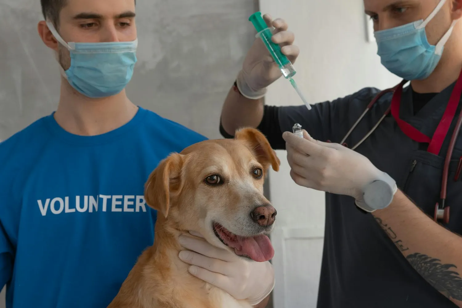 Pros and Cons of Canine Leptospirosis Vaccines: A Comprehensive Overview