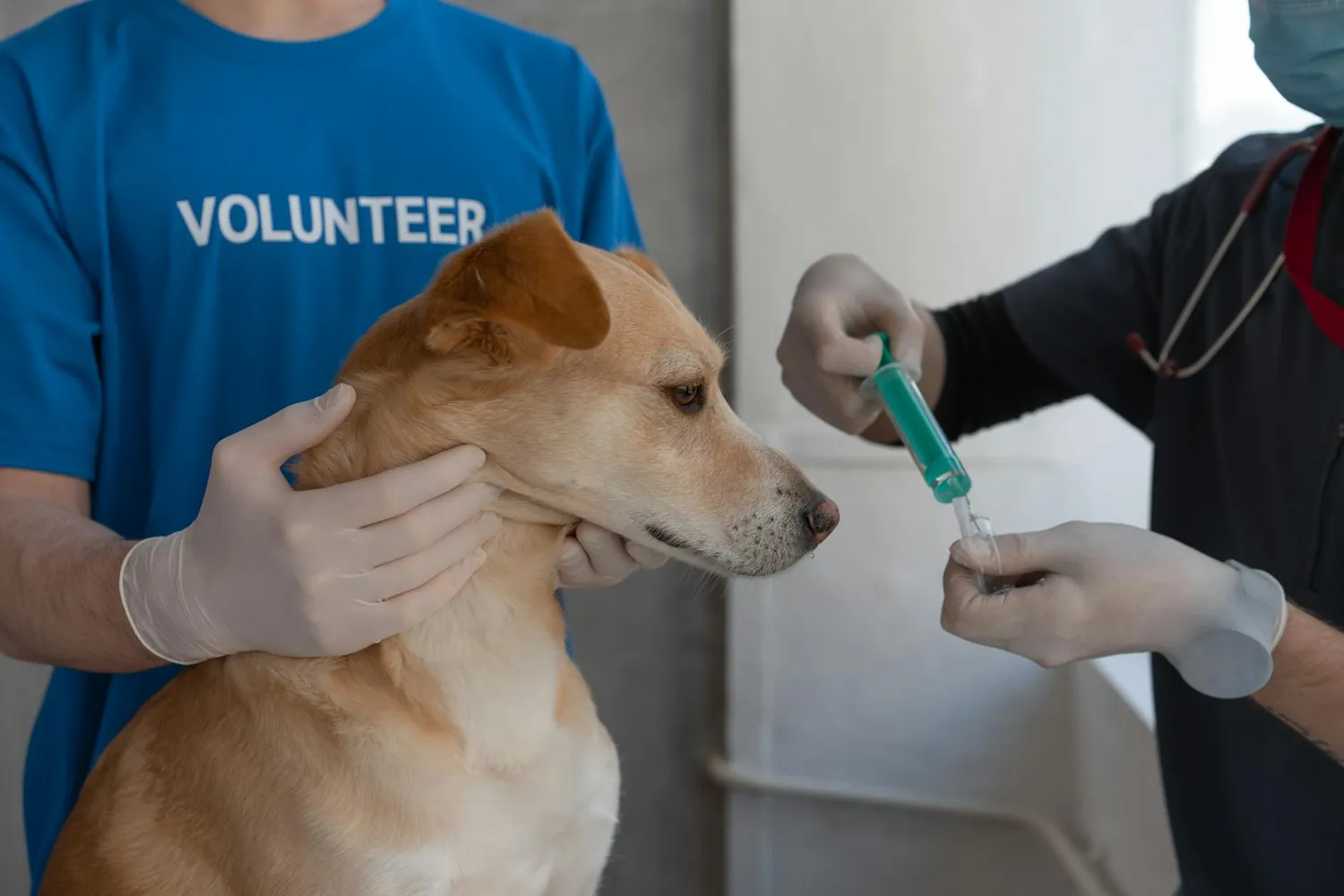 The Importance of Timely Vaccinations for Preventing Canine Distemper Outbreaks