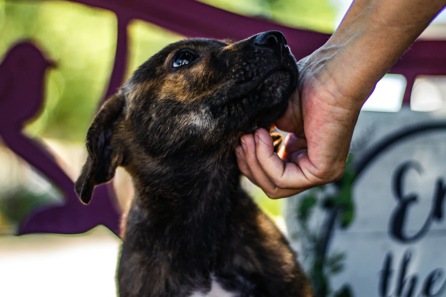 Understanding the Timelines for Canine Rabies Vaccination