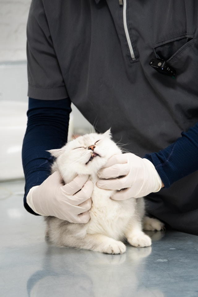 when to choose adjuvanted over non-adjuvanted vaccines for your pet